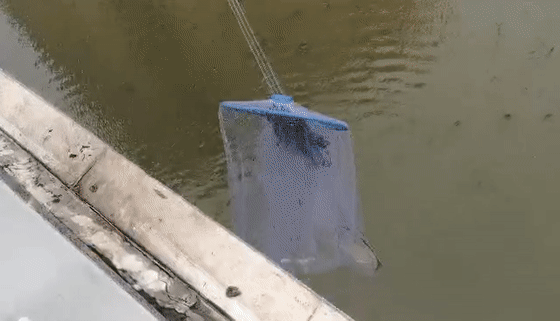  「惊现」奇闻！小清河惊现“鱼山鱼海”“万鱼奔腾”场面