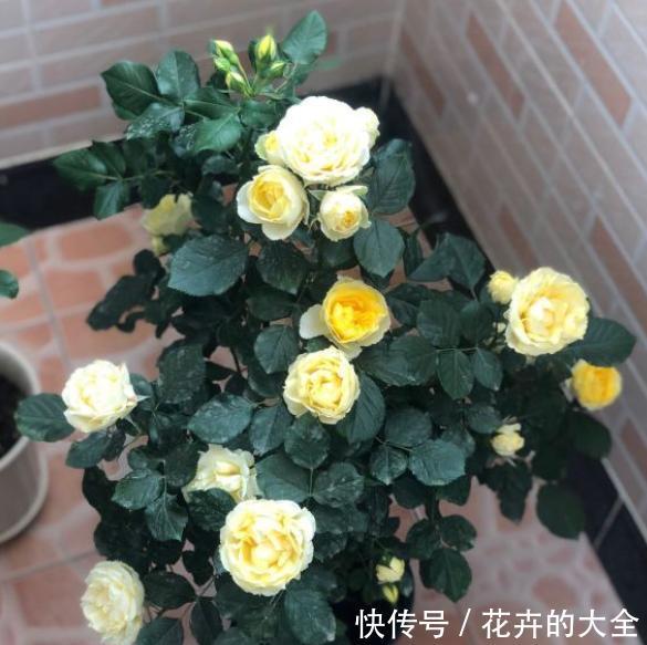  「浇水」新买的月季花带着黄泥土，到家做1步，叶片不发黄，后期更好养