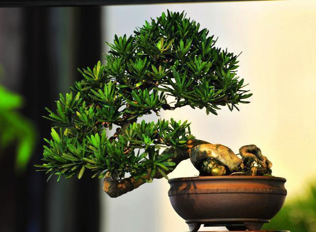 植物|大型盆景不喜欢?那就自制微型盆景,放在手上把玩,真好看