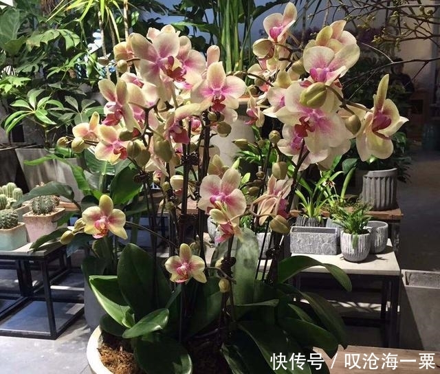  种植：等着去公园转一转，运气好捡到好多花，这样救还能开花