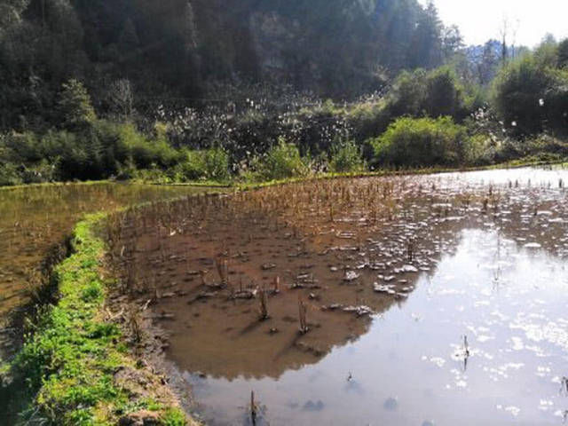  『对着它』“三月鳑，四月郎”你有多久没见过这种鱼了