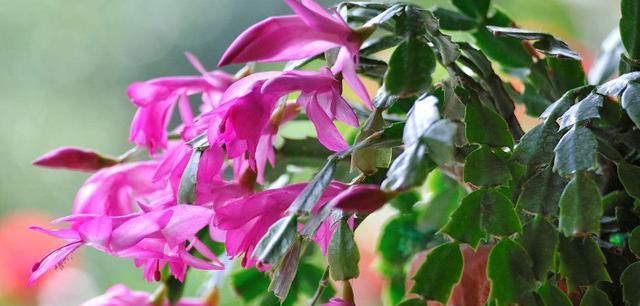  「风信子」夏天到了，这6种花都会进入休眠期，我们怎么养护？
