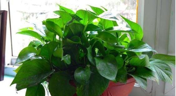  复活■它简直是绿萝‘救命稻草’，真心好用，盆里加点起死药，马上复活