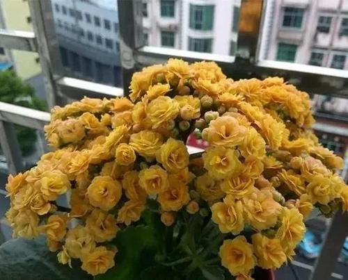  盆栽：家庭养花选它，花开200天以上，花苞一茬接一茬，是家庭盆栽佳品
