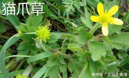 区别@4月发文:猫爪草和猫须草有什么区别?