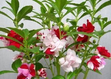 寓意■养护花卉,就选择3种花卉,寓意美好,给家中带来幸福安康的美意
