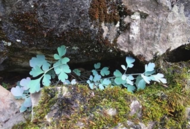 悬崖峭壁上这种植物，农民冒着危险去采摘，有人出高价他们也不卖