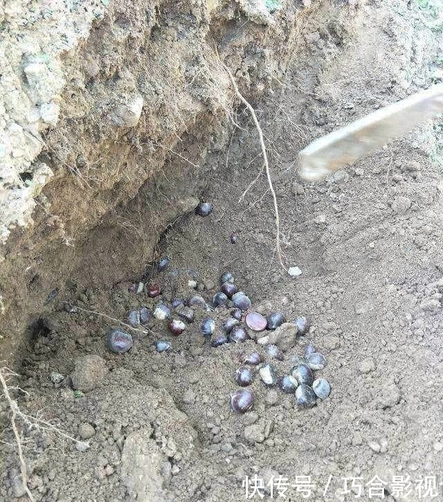 为什么现在在城市和农村都很少见到有老鼠？