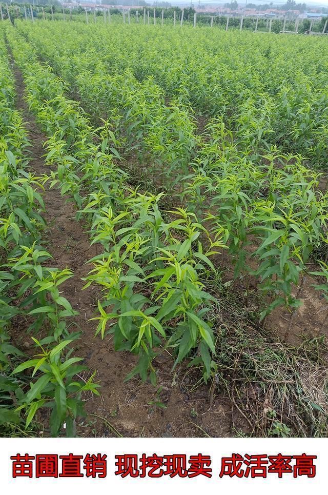 50岁河南大姐开荒30亩种植新型树苗，一棵结果220斤，年入300万