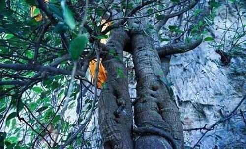 云南一棵3千年菩提树，一夜之间长出“佛手”，游客排队来看