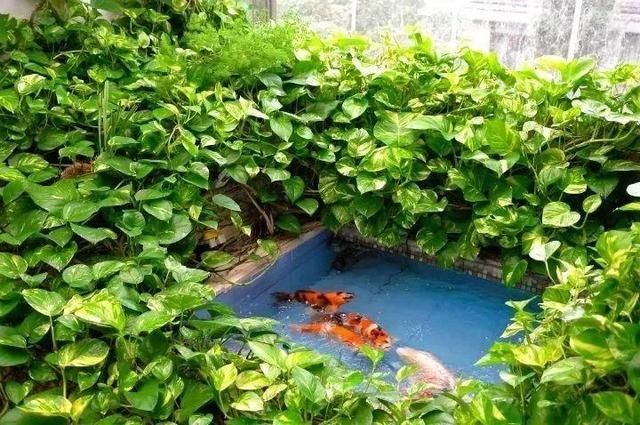 「得像」急性子就养铜钱草,俩月爆满整个家,多得像生物入侵