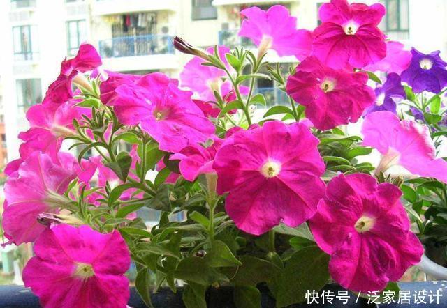 喜欢■喜欢养花,就养盆开花量大的,颜色鲜艳还好养,一年四季赏花不断