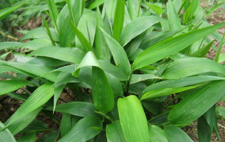  形似■山林里被“埋没”的野草，叶片形似竹叶却用处多，遇到请脚下留情