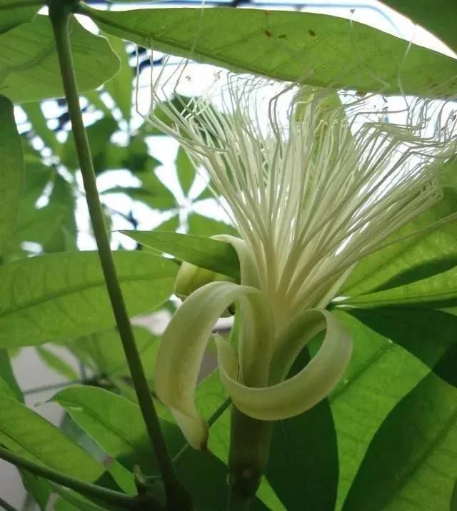  『发财树的种子』养了5年的发财树，才知道能开花能结果，还能长成小树苗！