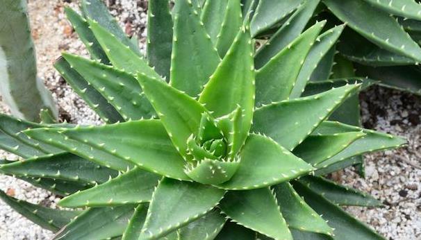 #居家#家中养花得注意:这6款植物贼适合居家盆栽,好看又好管理