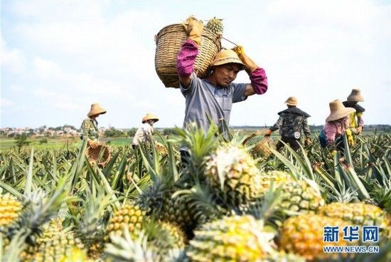  [丰收]“菠萝的海”迎丰收