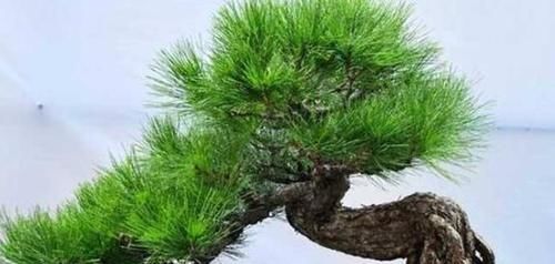 「比例」花叶怎么变成“青青草原”?4种“肥水”别错过,叶片碧绿有光泽