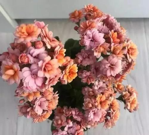  「长寿花」开春后要养2种花，剪根枝条插水里就活，花一开200天！