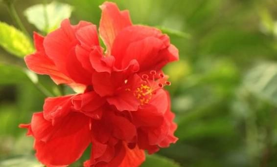 「石竹」5款“爆盆机器”,花朵艳丽,全年开花,花多易爆盆,一树多色花