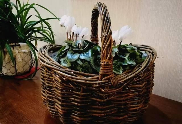  『天使』喜欢白色？这五种“洁白花”不可错过，美如雪中天使