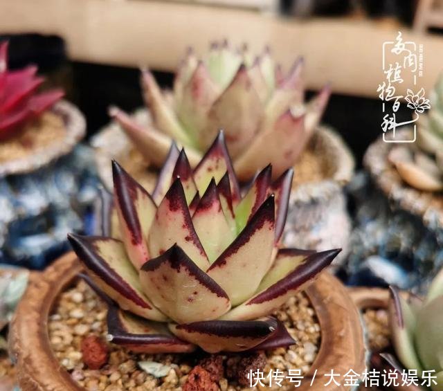  [黄皮乌木]养肉养花要用心，用心呵护，还你精彩每一天！