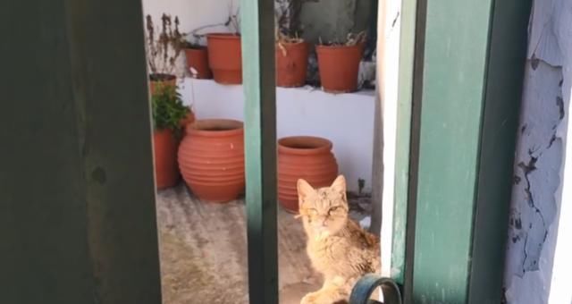  【奶奶】瘦弱老猫流浪多年，因一碗剩饭而“隐居”村庄，每天凌晨叫醒奶奶