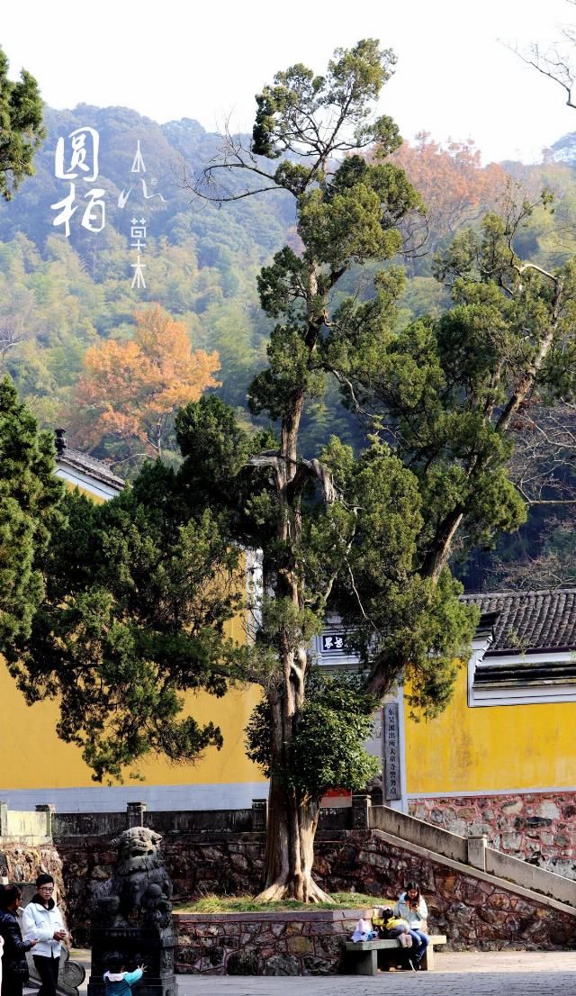 东南佛国天童寺：赴一场人与自然的对话