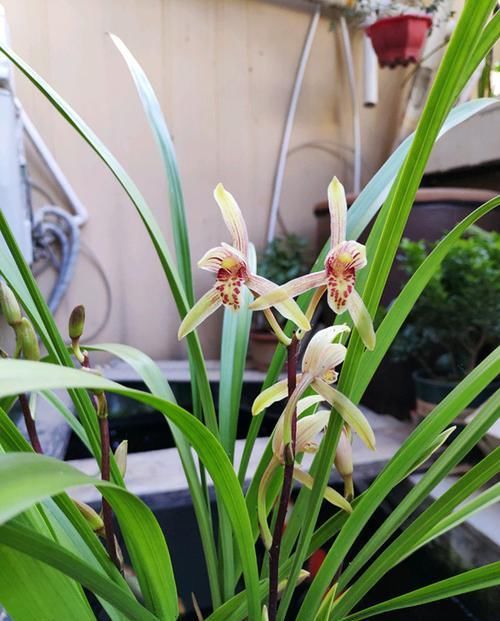  「墙角」4款香香花，种在家里墙角，半年长成花海，惊艳四季，琳琅满目