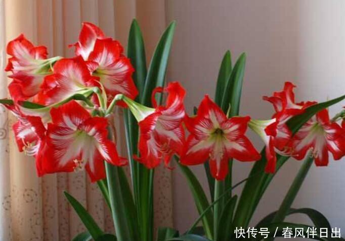  #温度#盆栽朱顶红的“4个”养护细节，做好了一年开两次！