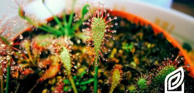  『泥炭土』植培施-茅膏菜Drosera 食虫植物栽培手册