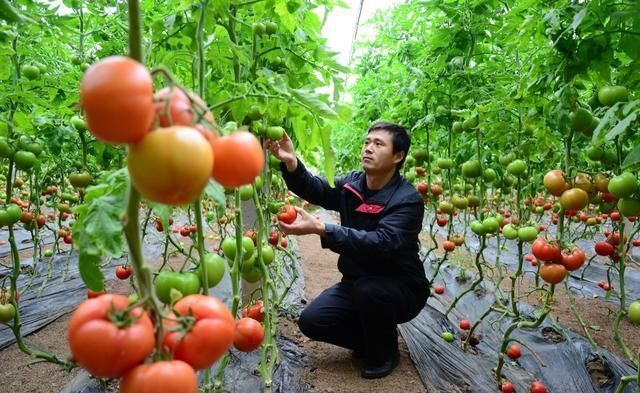 在农村实行种植业，这几种效益相当不错，你了解吗？