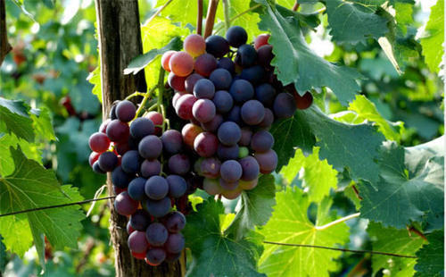 葡萄是否打激素怎么分辨？果农：看3个地方就可分辨，你学会没？