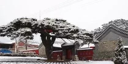 适合庭院种植的树木种类有哪些？