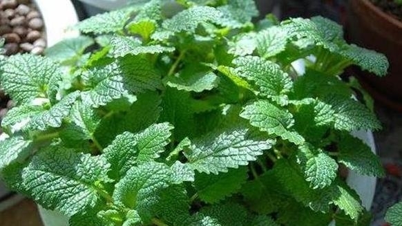 【舒适】卫生间''除异味''大招:放置3种绿植除臭,居家环境更舒适