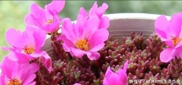  『像太阳花』多肉紫米粒，繁殖最容易，一粒变一群，3个月溢出盆