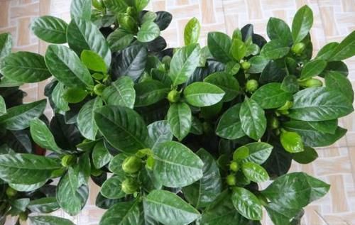  『栀子花』栀子花开花少？1种颗粒兑水“浇”，一盆开花80朵！比啥肥都强