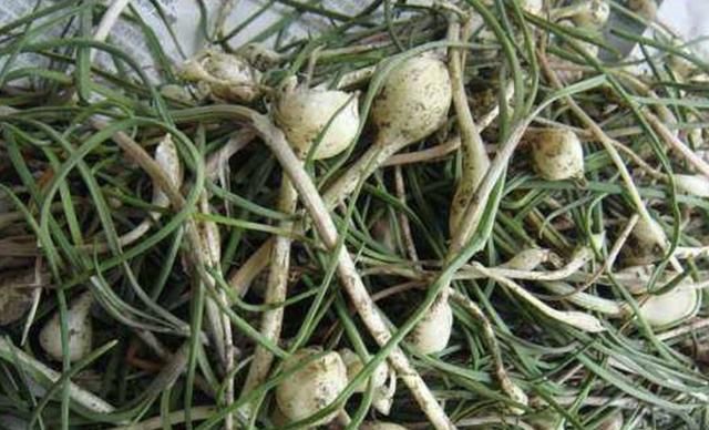  「植物」农地里,1种“小根蒜”并不起眼,有着肥厚的“鳞茎”,却珍贵!