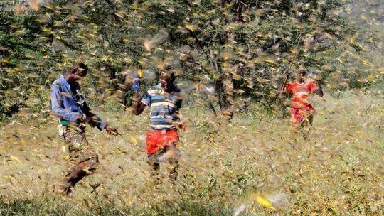  喜马拉雅山|4000亿只非洲蝗虫入侵南亚威胁中国？专家解答了