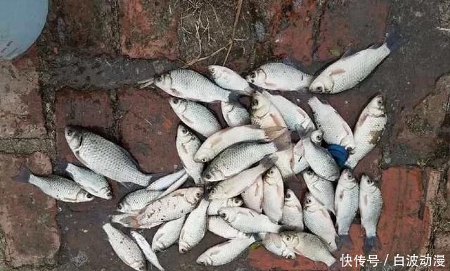 #家宅#在家宅了12天,这群钓鱼人也待不住了,花式钓鱼谁更强