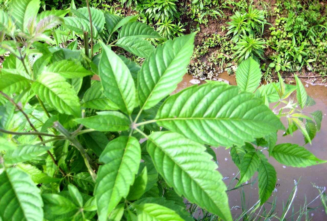  『采挖』一种“杂木”曾被“供奉”地位颇高，如今常被采挖，叶可制作豆豉