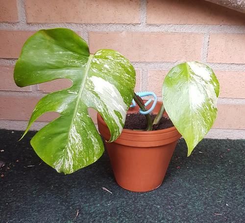  #龟背竹#叶子带白斑的龟背竹盆栽，害怕叶色退化了，经常浇磷酸二氢钾水肥