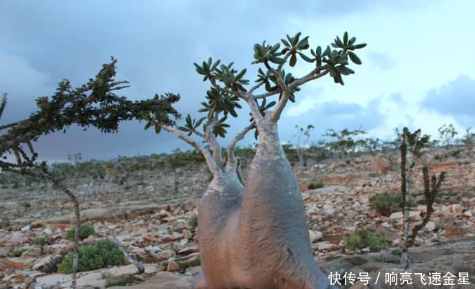 这种能存2吨水的树，在沙漠中能救人一命，可中国引进后让人无语