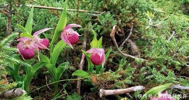  「黄花独蒜兰」正在消失的美丽：稀有兰花