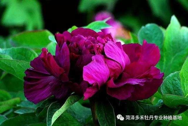 牡丹:教你欣赏牡丹了解牡丹,史上最全面的总结!
