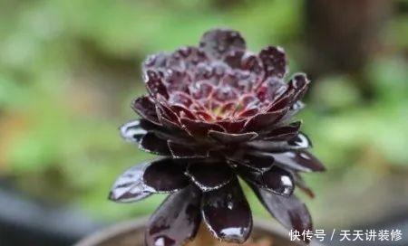  法师最美|法师多肉怎么养，一年四季养护要点不同