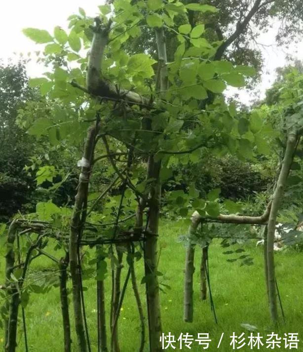  椅子@大爷花10年“种椅子”，一把卖80000！这些文玩在家也能种