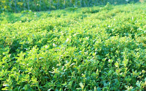  「半亩」农民种植“长寿菜”，既是蔬菜又是中药材，半亩地收入3