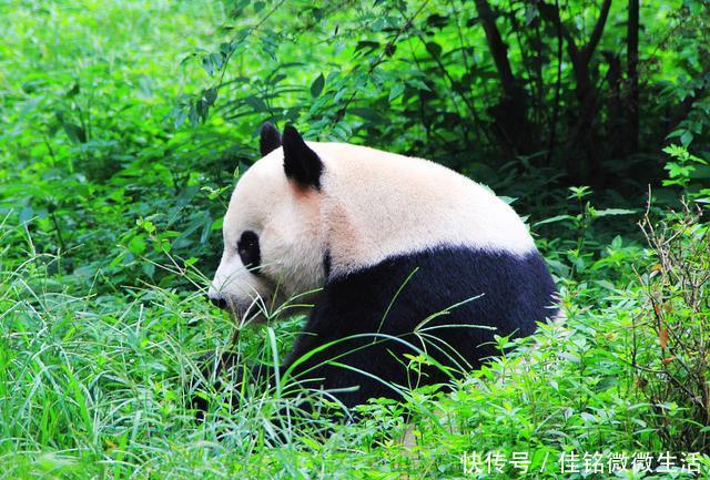 四川到重庆这条已经获批的高铁, 将带动四川4个城市旅游大发展