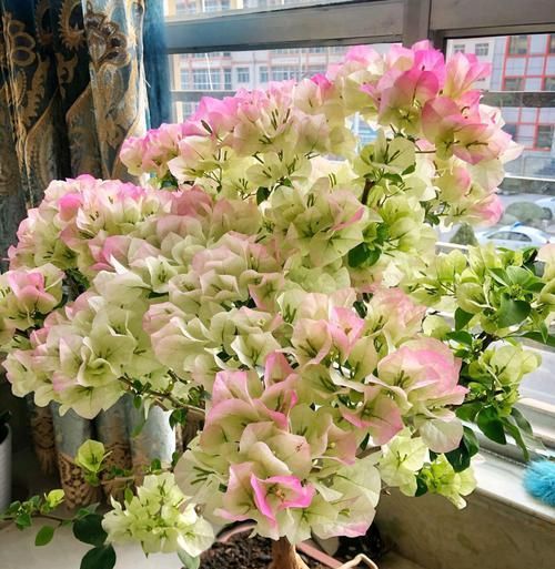 延长■开花爆盆的三角梅绿樱,最近爱掉花,一碰就掉花瓣,怎么延长花期