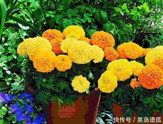  「寿菊种」万寿菊，不仅观赏价值高，还可食用，除此之外别的作用你知道吗？